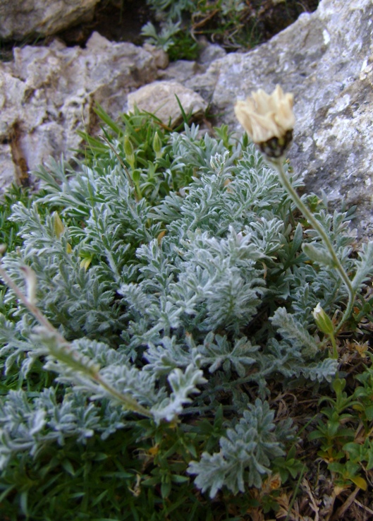 Achillea barrellieri ssp. barrelieri